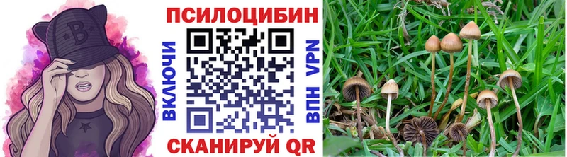 Купить  Выкса  Галлюциногенные грибы Psilocybe 